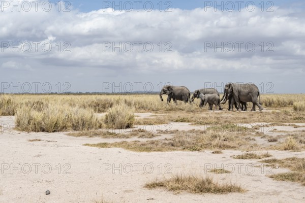 African elephants (Loxodonta africana), herd in dry savanna, Amboseli National Park, Rift Valley