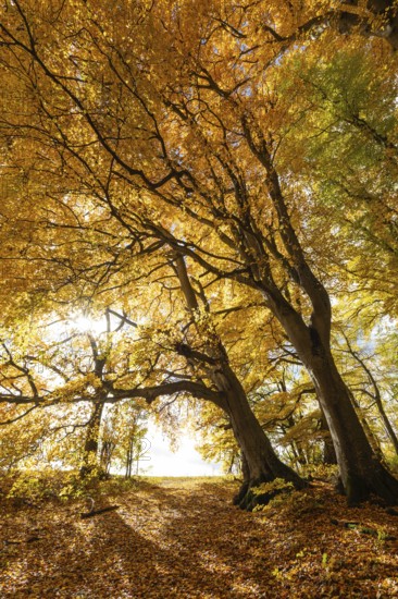 Bright autumn forest with large trees along a sunny hiking trail. Golden leaves cover the ground,