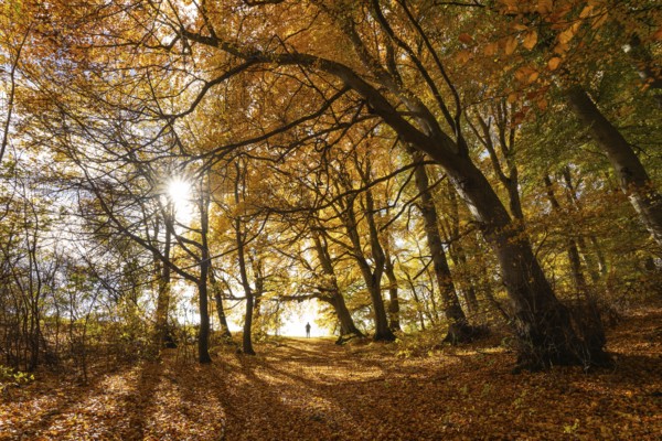 Bright autumn forest with large trees along a sunny hiking trail. Golden leaves cover the ground,