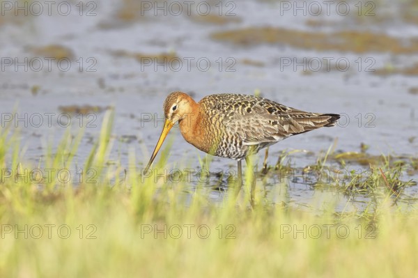 Greenpike (Limosa limosa) runs in shallow water in a moor, snipe birds, wildlife, nature