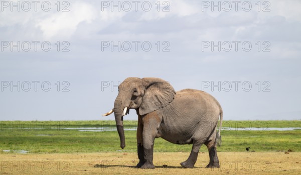 African elephant (Loxodonta africana), bull elephant, Amboseli National Park, Rift Valley Province,