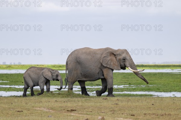 African elephant (Loxodonta africana), mother and young, near water, Amboseli National Park, Rift