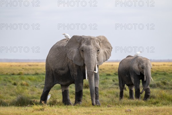 African elephant (Loxodonta africana), two animals in Longinye swamp with herons (Bubulcus ibis),