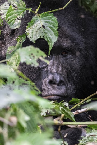 Mountain gorilla (Gorilla beringei beringei), adult male, silverback, animal portrait, among
