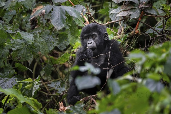Young animal, mountain gorilla (Gorilla berengei berengei), Bwindi Impenetrable National Park,