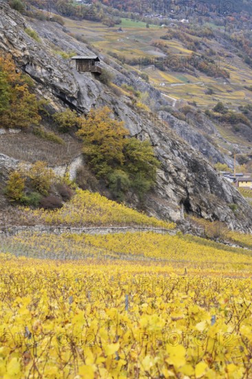 Terraced grape vineyards in autumn colours in the Rhone Valley. Colourful yellow orange image.