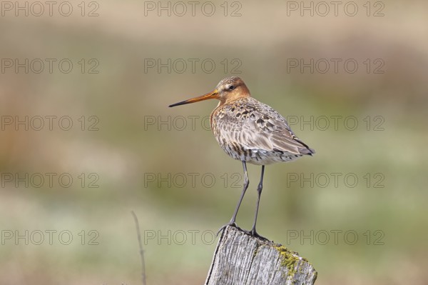 Blacktail (Limosa limosa), sitting room, on a fence post, snipe birds, wildlife, nature