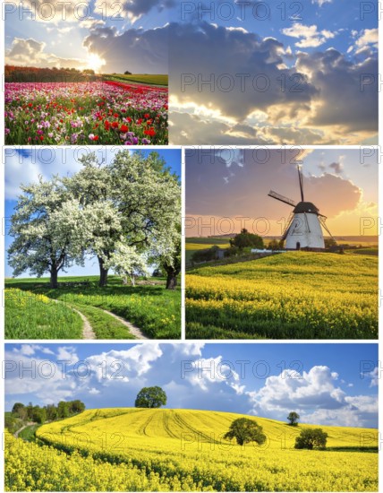 Collage of spring and summer landscapes, blooming flowers, green meadows and trees, hilly landscape