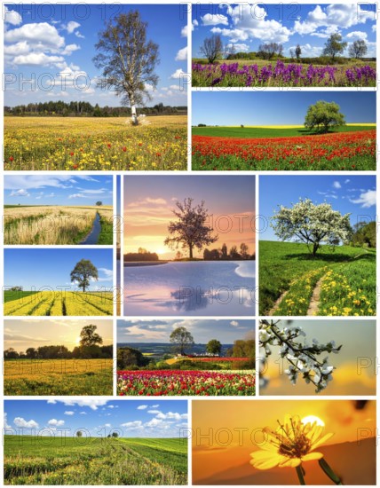 Collage of spring and summer landscapes, blooming flowers, green meadows and trees, hilly landscape