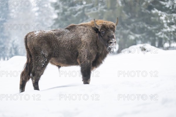 European bison (Bison bonasus) or Wisent standing on a meadow next to the forest in winter, snow,