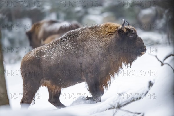 European bison (Bison bonasus) or Wisent walking on a meadow next to the forest in winter, snow,