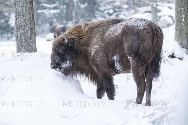 European bison (Bison bonasus) or Wisent standing on a meadow next to the forest in winter, snow,