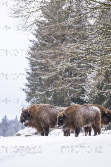 European bison (Bison bonasus) or Wisent standing on a meadow next to the forest in winter, snow,