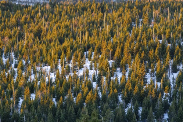 Norway spruce (Picea abies) trees and dead tree trunks from an aerial perspective at sunrise in