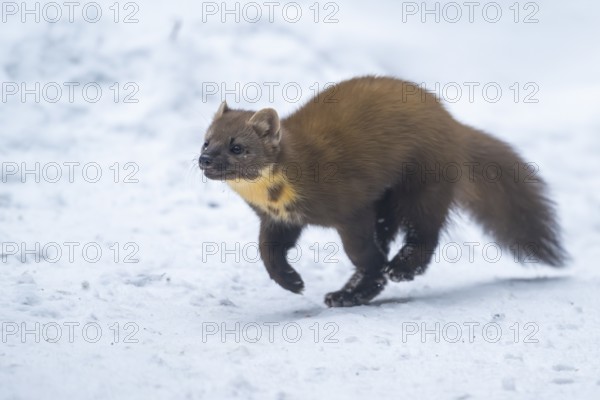 European pine marten (Martes martes) running in the snow in winter, National Park Bavarian Forest,