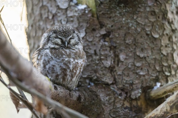 Great Horned Owl (Aegolius funereus) sitting on a branch in winter, National Park Bavarian Forest,