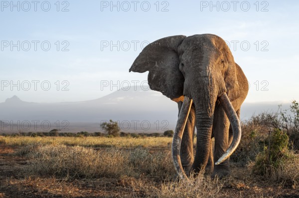 African elephant (Loxodonta africana), the famous Super Tusker elephant Craig, old male with long