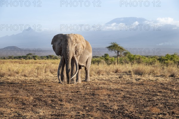 African elephant (Loxodonta africana) in picturesque landscape with the summit of Mount