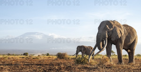 Two African elephants (Loxodonta africana) in a picturesque landscape with the summit of Mount
