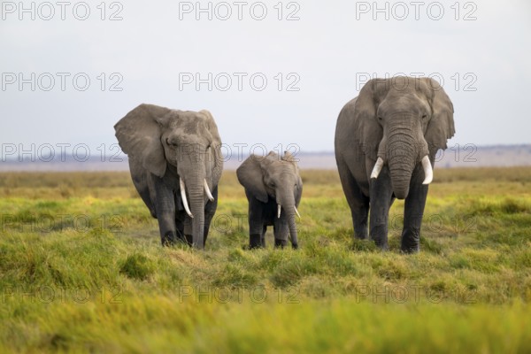 African elephant (Loxodonta africana), three animals in Longinye Swamp, Amboseli National Park,