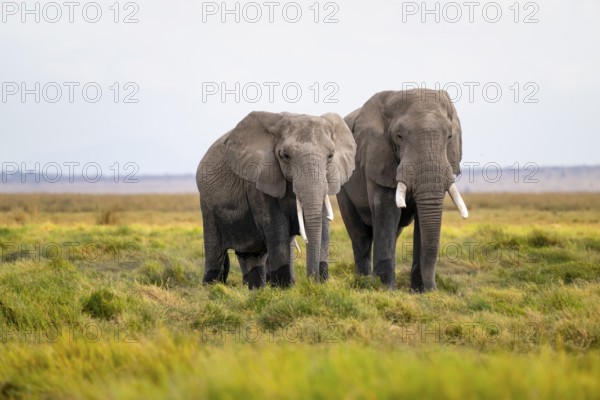 African elephant (Loxodonta africana), two animals in Longinye Swamp, Amboseli National Park, Rift