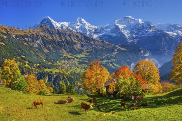 Autumn landscape in the hamlet of Sulwald with views of Wengen and Eiger 3967m, Mönch 4110m and