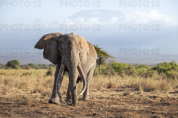 African elephant (Loxodonta africana) in picturesque savanna landscape with the summit of Mount