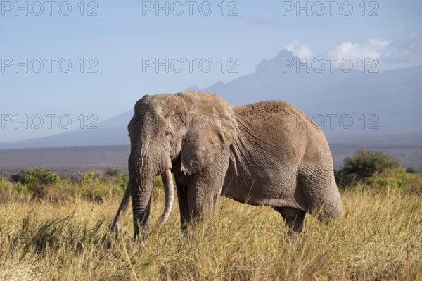 African elephant (Loxodonta africana) in picturesque savanna landscape with the summit of Mount