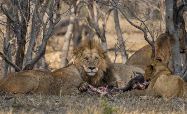 Lion (Panthera Leo) with kill, pack eats captured buffalo, adult male with prey, Moremi Game