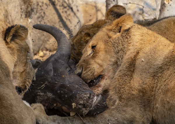 Lion (Panthera Leo) with kill, pack eats captured buffalo, young lion eats on the head of the