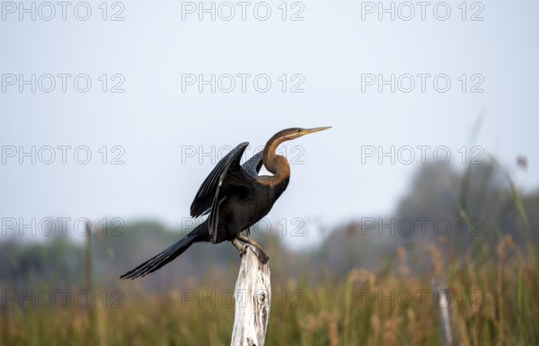 African Darter (Anhinga rufa), sitting on a dead tree, spreading wings, Thamalakane River, Okavango