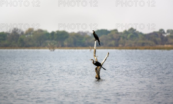African Darter (Anhinga rufa), two birds sitting on a dead tree in the river, Thamalakane River,