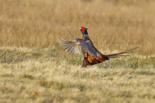 Pheasant, hunting pheasant (Phasianus colchicus), adult male bird courting in a meadow, area