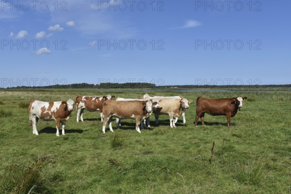 Cattle, on a pasture on the Prerower Strom on the Darß peninsula, Mecklenburg-Western Pomerania,