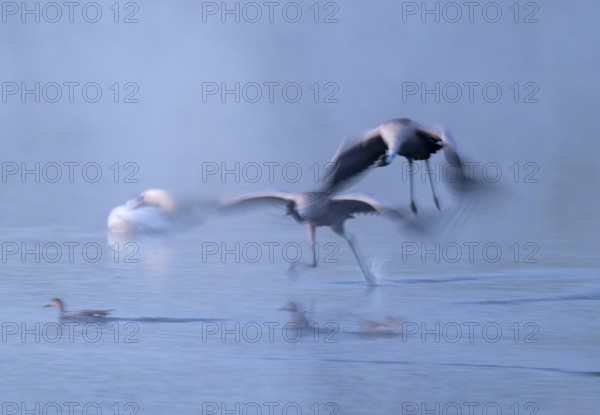 Crane (Grus grus), two cranes flying over a shallow water zone of a lake in morning light, motion