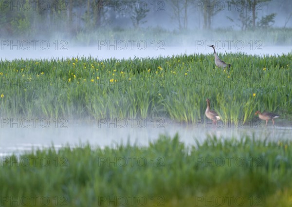Crane (Grus grus) stands in a wetland, wet meadow with swamp iris (Iris pseudacorus), blooming,
