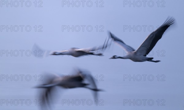 Crane (Grus grus) three cranes flying over a lake in morning light, motion blur, long exposure,