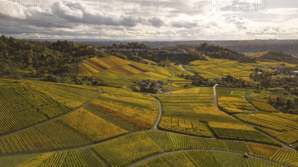 Golden sunset over the glowing autumnal vineyards on the Kappelberg between Fellbach and Stuttgart.