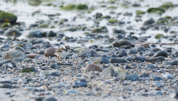 A small sandplover chick (Charadrius hiaticula) with very long legs stands well camouflaged between