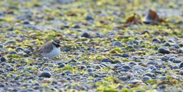 A sandplover (Charadrius hiaticula) with very young chicks under its wing, of which only the long