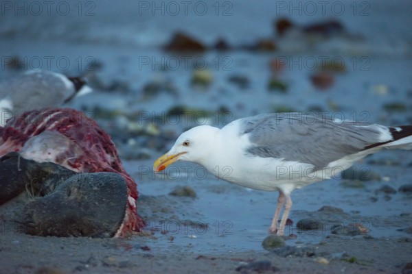 A herring gull (Larus argentatus) stands on a quiet, rocky sandy beach at dusk and pecks at a dead