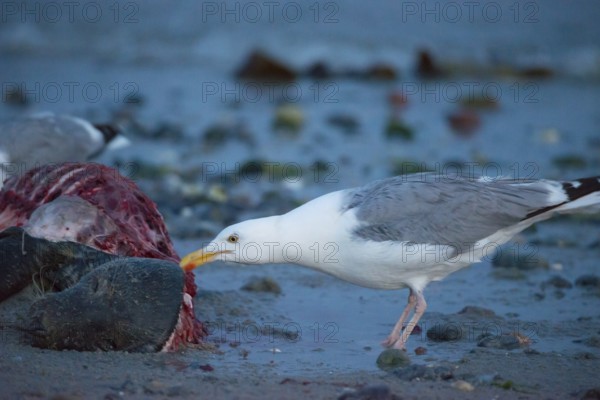 A herring gull (Larus argentatus) stands on a quiet, rocky sandy beach at dusk and pecks at a dead