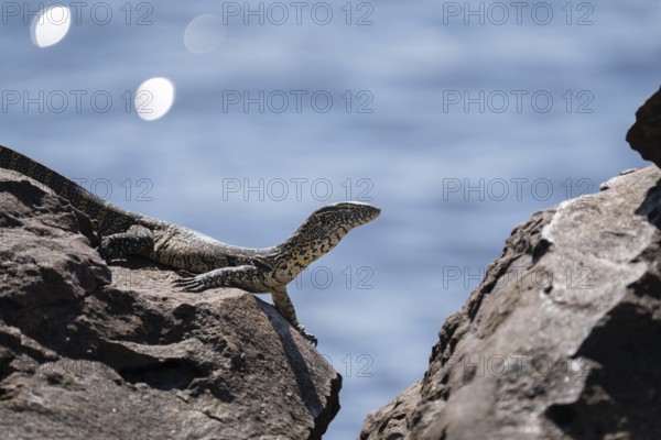 Monitor Lizard, Varanus niloticus, curious looking to the right, sitting on a rock at the edge of