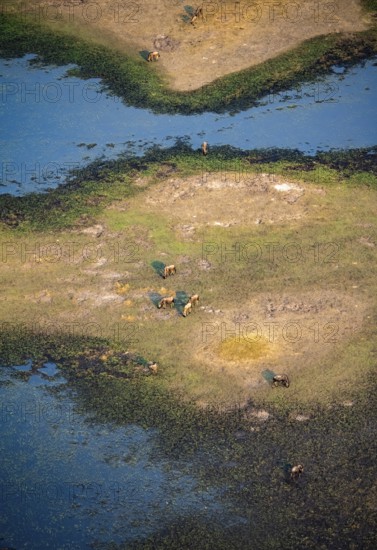 Striped gnu (Connochaetes taurinus), flock on the riverbank, river landscape, aerial view, Okavango