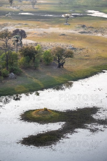 African elephant (Loxodonta africana), eating leaves, on riverbank, savanna landscape, aerial view,