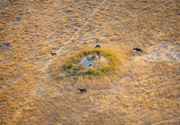 Tsessebe (Damaliscus lunatus), group on a termite hill, savanna with yellow grass, aerial view,