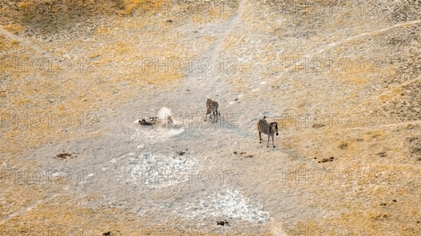 Steppe zebras (Equus quagga) rolling in dust, savanna landscape with yellow grass, aerial view,