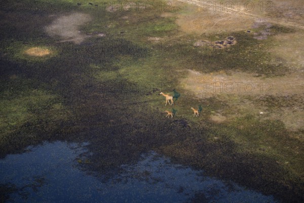 Cape giraffe (Giraffa giraffa giraffa), mother with two young animals, savanna landscape on the