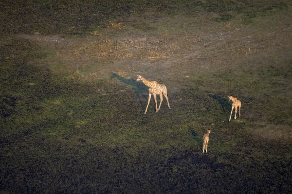 Cape giraffe (Giraffa giraffa giraffa), mother with two young animals, aerial view, Okavango Delta,