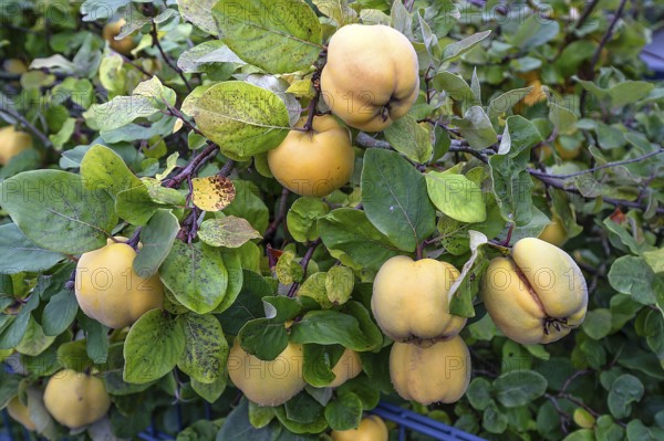Ripe apple quinces (Cydonia oblonga.) on a tree, Bavaria, Germany